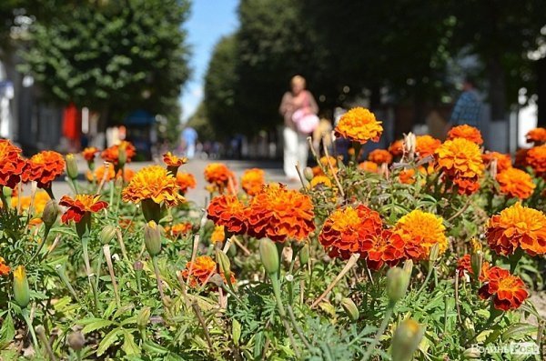 Місто, яке я люблю. Квіти Луцька
