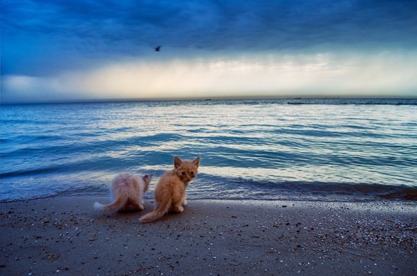 Фотовиставка Олександра Калініна