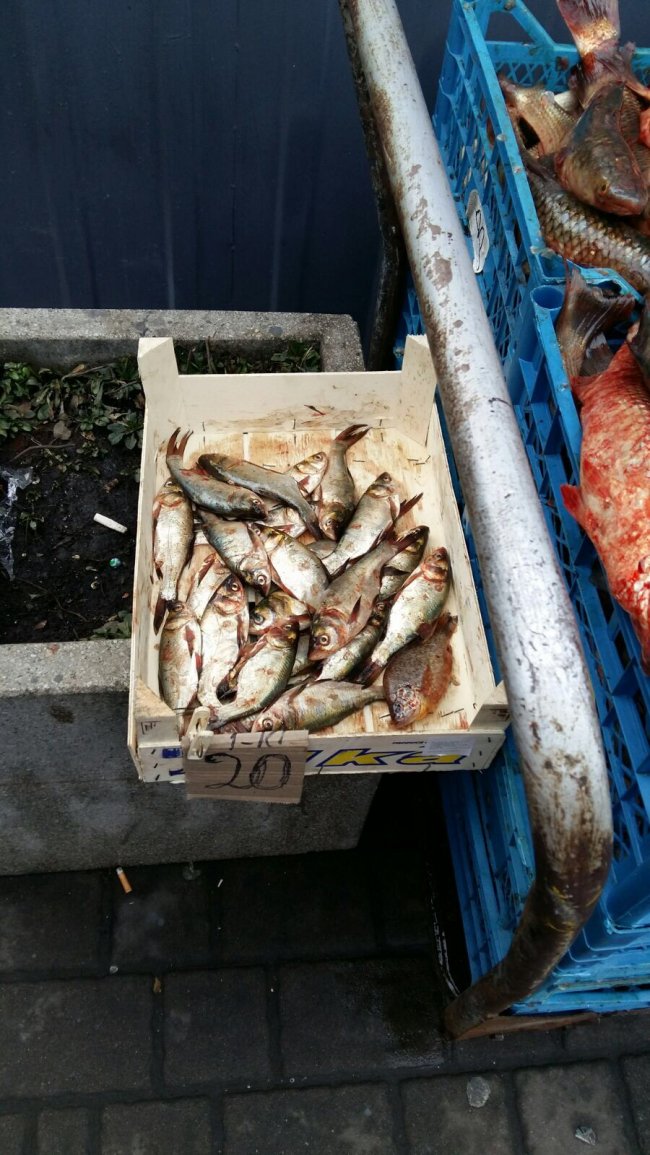 На ринках Луцька продавали «незаконну» рибу. ФОТО