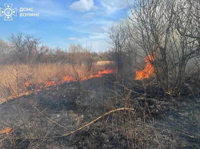 Обгорілі, налякані, але живі: на Волині врятували на згарищі двох зайченят