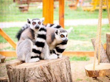 Купання та смаколики з льодом: як мешканці Луцького зоопарку переживають спеку. ВІДЕО