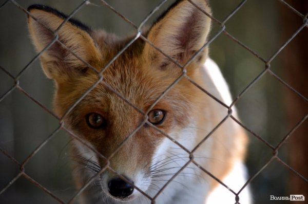 Лучани похвалились зоопарком перед гостями з інших міст. ФОТО