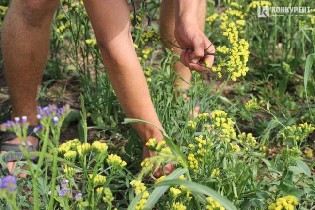 Яскрава квітка півдня: як поблизу Луцька родина вирощує красивий сухоцвіт. ФОТО