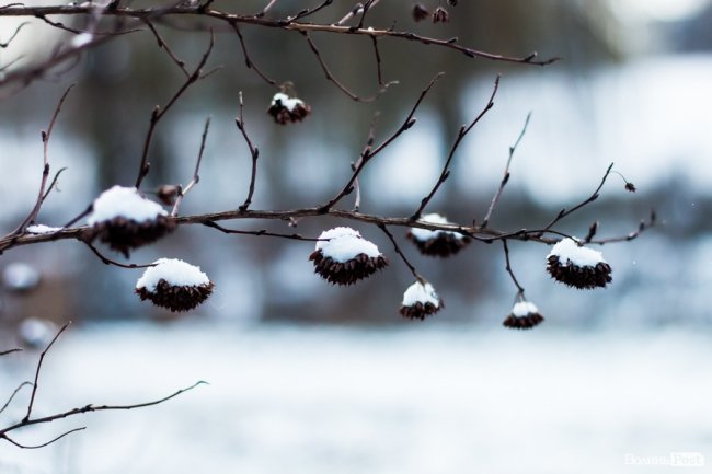 Парк 900-річчя Луцька під першим снігом. ФОТО