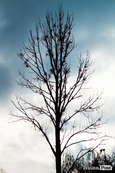 Парк 900-річчя Луцька під першим снігом. ФОТО