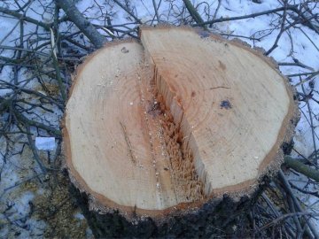 У Луцьку спиляли здорові дерева