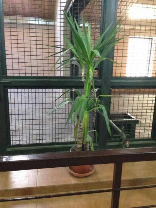 Луцький зоопарк просить допомогти з озелененням. ФОТО