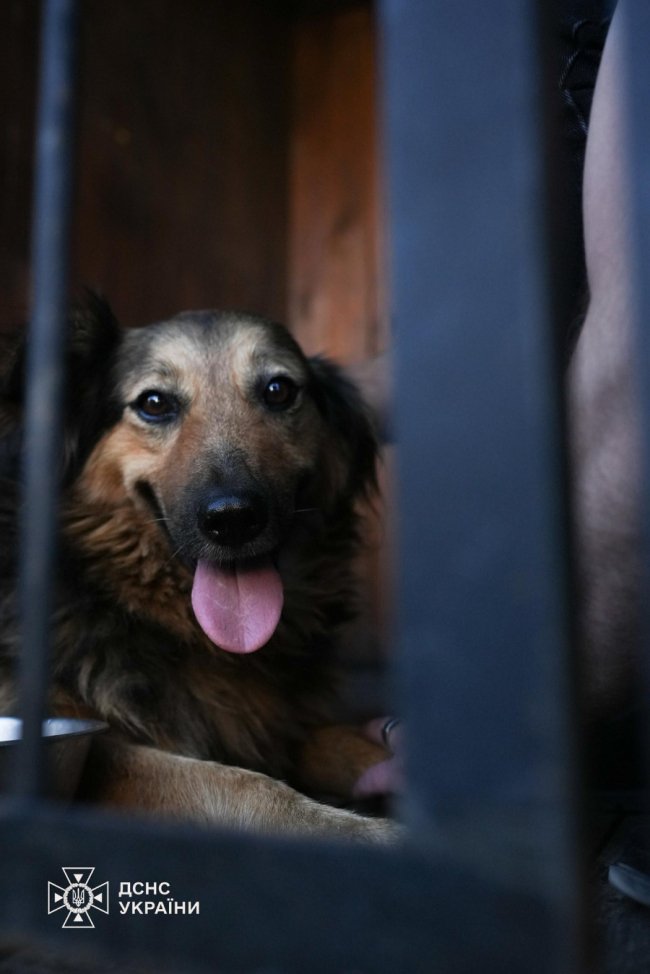 Джессі чекала серед руїн у Києві на господаря, який загинув від російського удару: зворушлива історія собаки та вірності