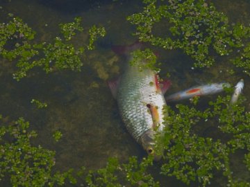 Екологи назвали причину масової загибелі риби у річці у Луцьку