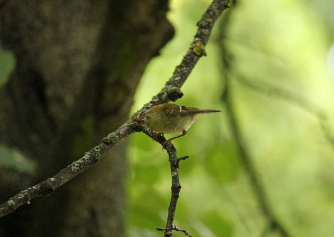 На території волинського нацпарку оселилась рідкісна пташка. ФОТО
