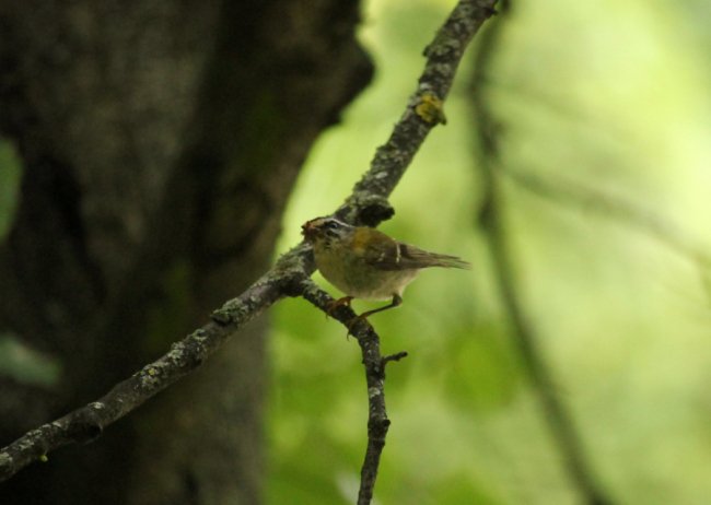 На території волинського нацпарку оселилась рідкісна пташка. ФОТО
