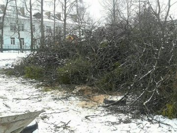 Муніципали погрожують «серйозними штрафами» за зрізане гілля