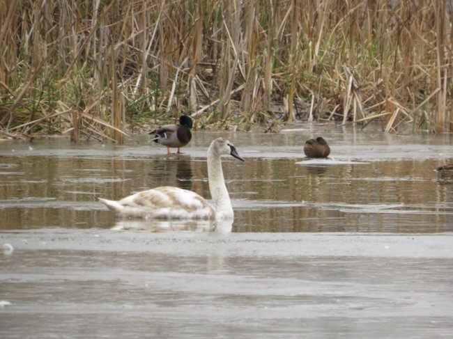 В ополонці волинського озера залишилися лебеді-шипуни. ФОТО
