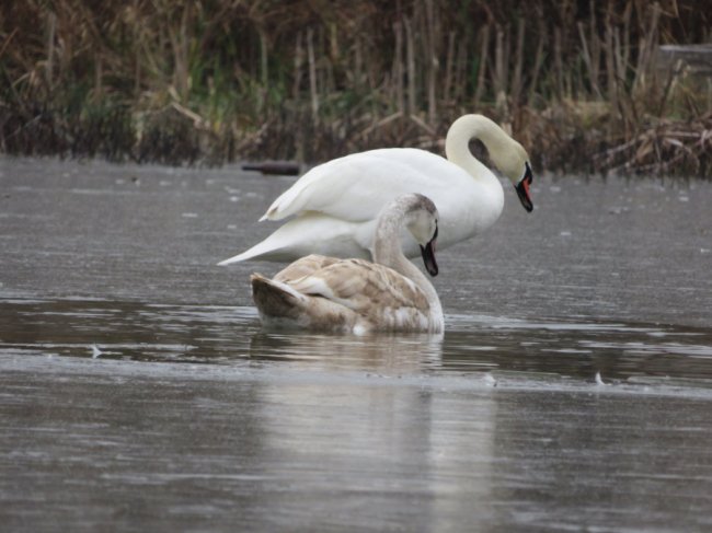 В ополонці волинського озера залишилися лебеді-шипуни. ФОТО