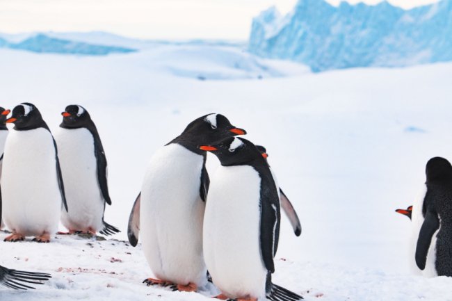 Антарктичні зізнання в коханні: полярники показали романтичні світлини крижаного континенту