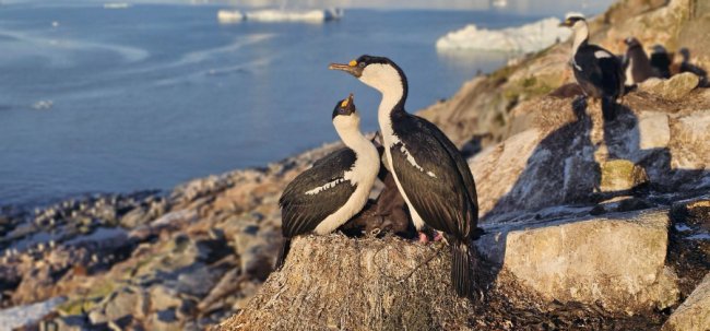 Антарктичні зізнання в коханні: полярники показали романтичні світлини крижаного континенту