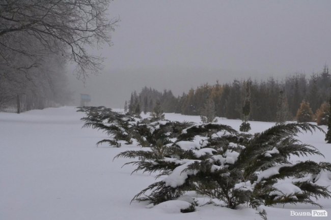Банк насіння, плантації, шишкосушарки: як на Волині готують «нові ліси»
