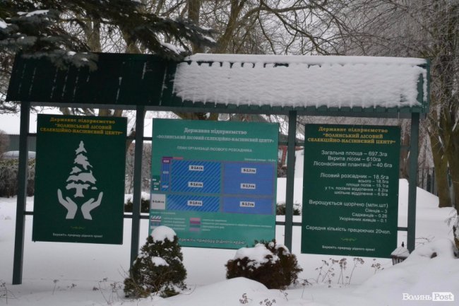 Банк насіння, плантації, шишкосушарки: як на Волині готують «нові ліси»