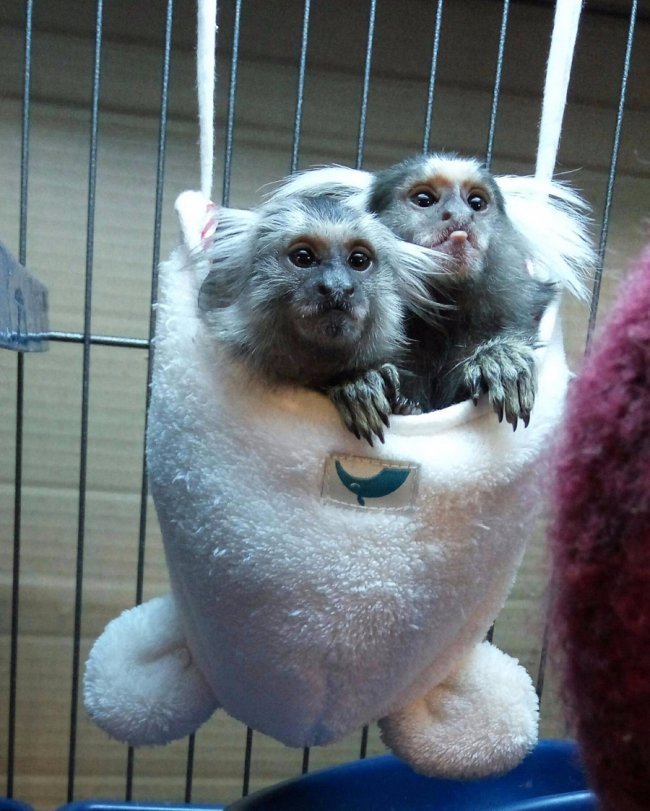 Луцькому зоопарку подарували карликових мавпочок