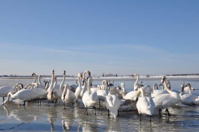 Волиняни рятують від голоду лебедів. ФОТО