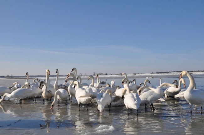 Волиняни рятують від голоду лебедів. ФОТО