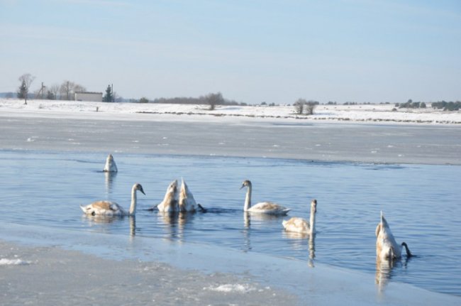 Волиняни рятують від голоду лебедів. ФОТО