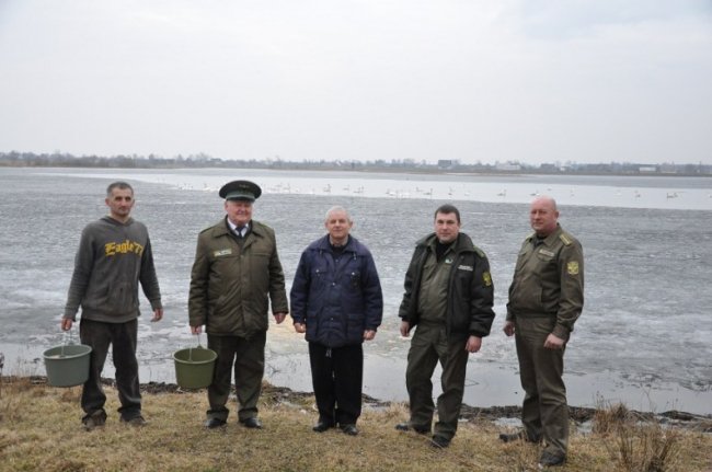 Волиняни рятують від голоду лебедів. ФОТО