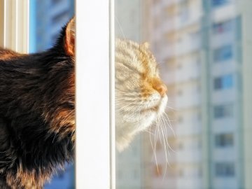 Погода в Луцьку та Волинській області на вихідні, 19 і 20 січня