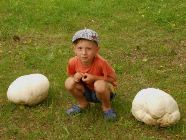 На Волині дідусь з онуком натрапили на гігантські гриби. ФОТО