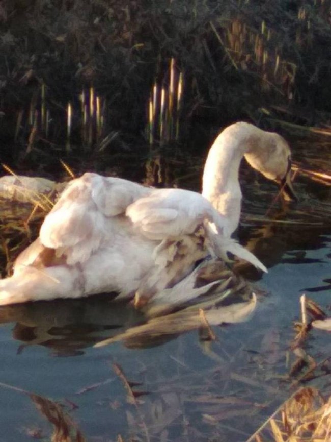 Під Луцьком небайдужі врятували пораненого лебедя. ФОТО