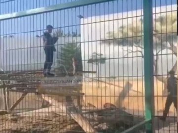 Знімав себе на телефон: в Одесі чоловік заліз до вольєру з левами. ВІДЕО