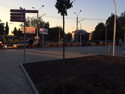 У Луцьку біля «Променя» почали висаджувати дерева. ФОТО