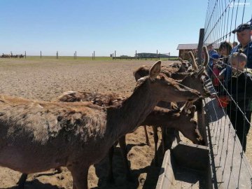 На унікальну волинську ферму привезли 200 оленів з Прибалтики. ФОТО