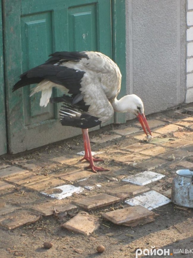 Лелека прижився у волинській родині, яка його врятувала