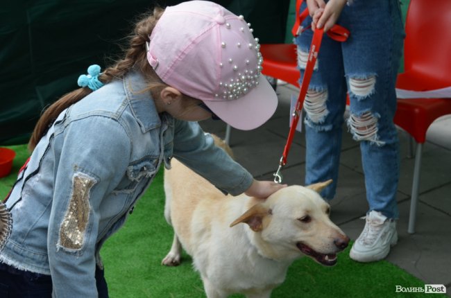 Фестиваль «Мокрі носики» біля луцького «Променя»: як безпритульним пухнастикам шукали дім. ФОТО