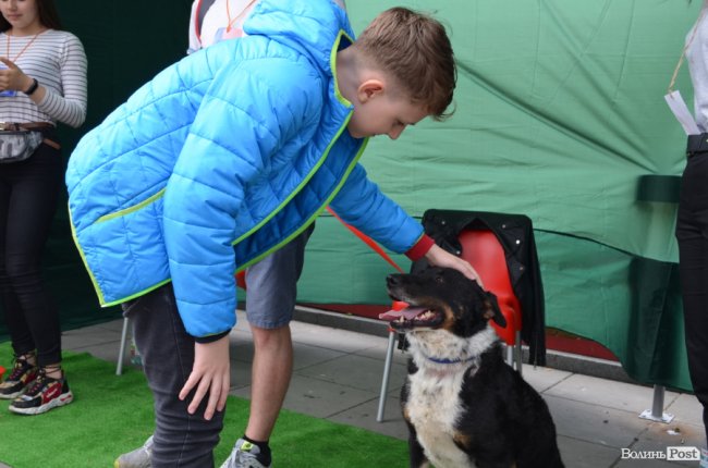 Фестиваль «Мокрі носики» біля луцького «Променя»: як безпритульним пухнастикам шукали дім. ФОТО