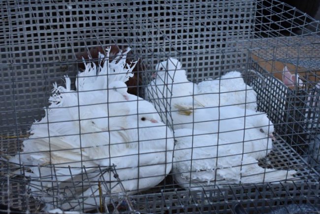 Цукор, риба і кролі: у волинському райцентрі влаштували ярмарок. ФОТО