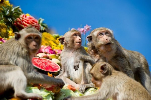 Найяскравіші і найвидовищніші фестивалі світу. ФОТО