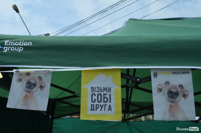 Фестиваль «Мокрі носики» біля луцького «Променя»: як безпритульним пухнастикам шукали дім. ФОТО