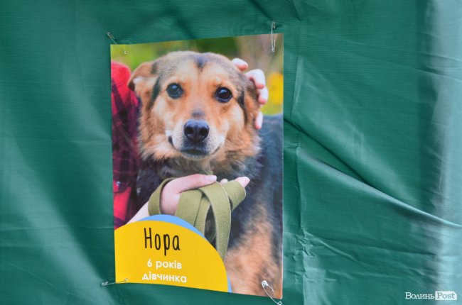 Фестиваль «Мокрі носики» біля луцького «Променя»: як безпритульним пухнастикам шукали дім. ФОТО