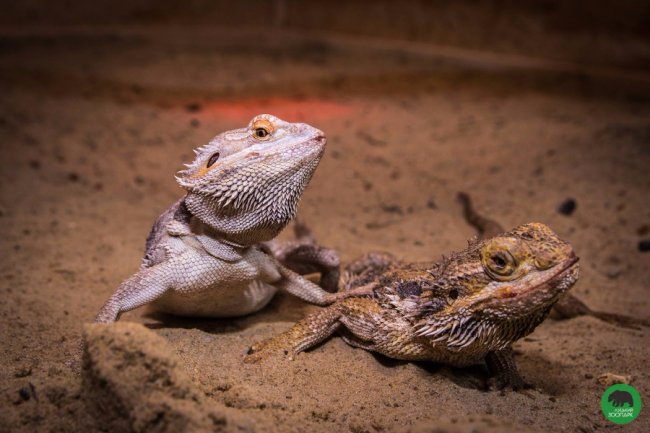 Луцький зоопарк поповнився «екзотикою»