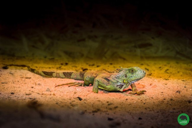 Луцький зоопарк поповнився «екзотикою»