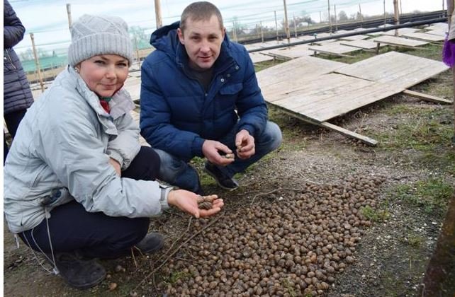 Сім'я волинян створила у селі равликову ферму 