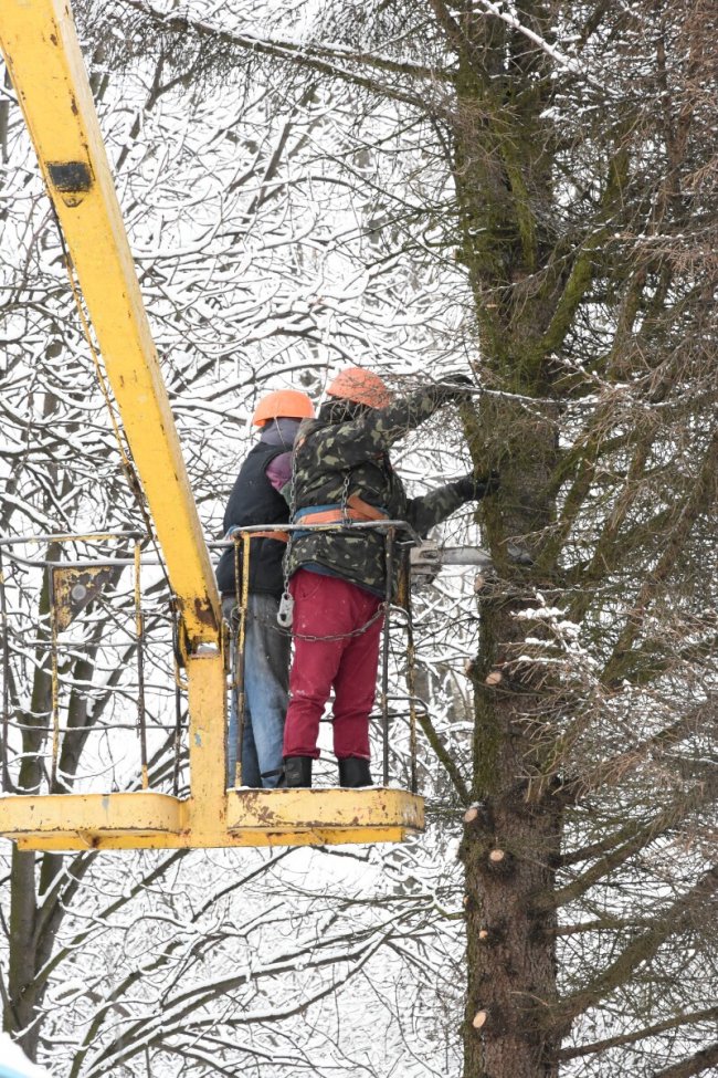 У Луцьку на меморіалі зрізують дерева. ФОТО