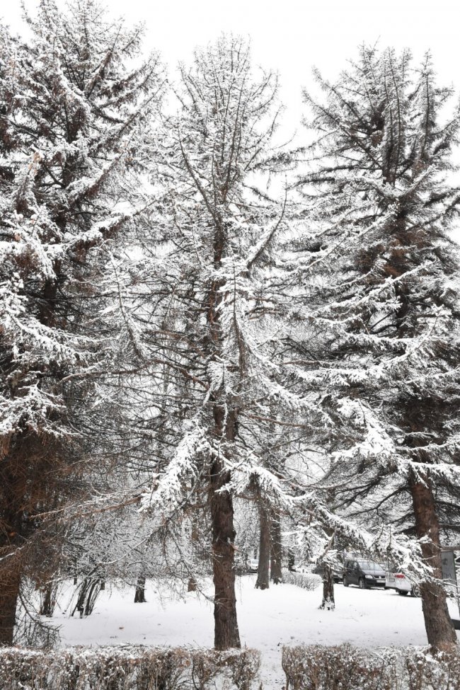 У Луцьку на меморіалі зрізують дерева. ФОТО