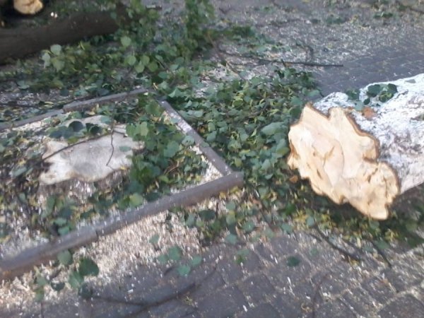 Луцьк продовжують «зачищати» від дерев. ФОТО