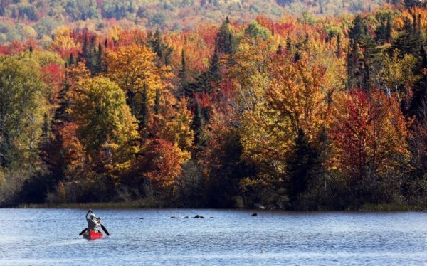 14. У деяких областях Сполучених Штатів і на значній території Канади розвинений туризм «споглядання листя», який проводиться з початку колірних змін і закінчується з опаданням листя (Фото AP Photo | Jim Cole):