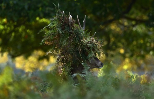 15. Олень у Річмонд-парку в осінньому Лондоні, 3 жовтня 2014. (Фото Reuters | Toby Melville):