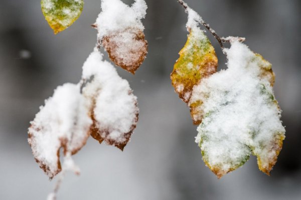 19. Фото Armin Weigel | AFP | Getty Images: