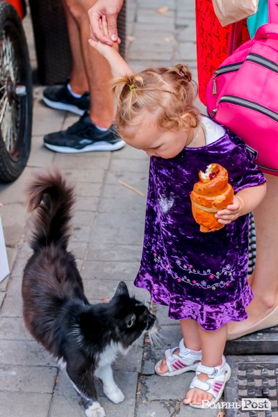 День кота: як відзначають «професійне» свято луцькі пухнастики. ФОТО